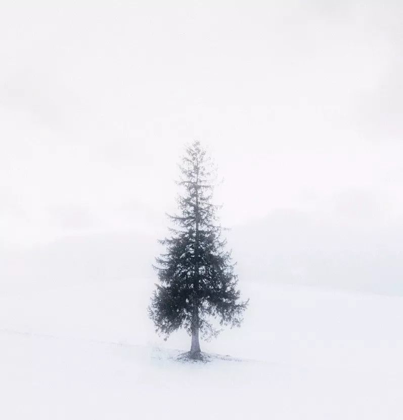 美瑛冬季梦幻雪色 五大名树由来 腾讯新闻