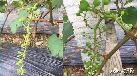 暖棚葡萄开花了 修穗和保果 迎接最美的春天 腾讯新闻
