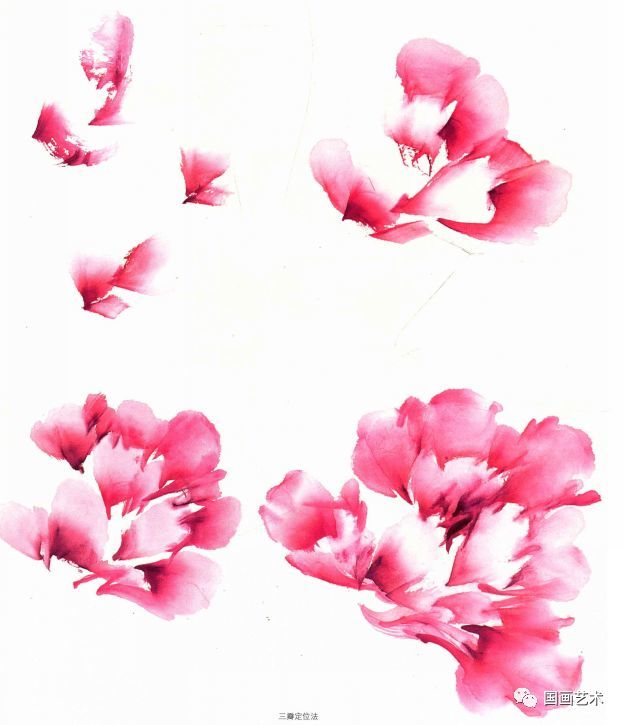 牡丹分单瓣和复瓣型,少则十余瓣,多则数十瓣,写生或创作时要学会三瓣