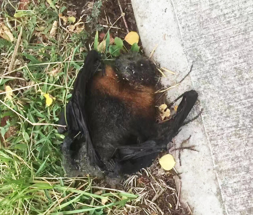 可别吃野味了害人害己害动物