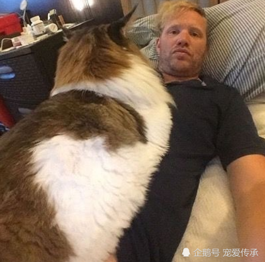 后面看是狗 正面看是猫 它凭借这身材 吸引22万人 腾讯新闻