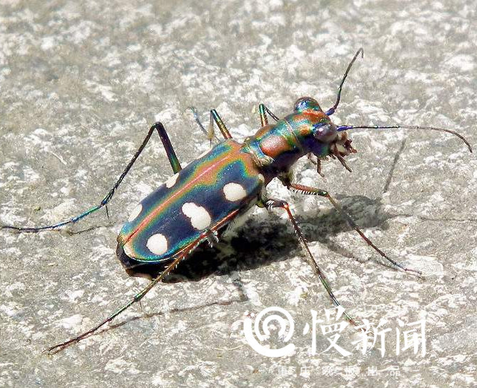 "虫"的世界有多美,重庆巴人博物馆告诉你一个不一样的世界_腾讯新闻