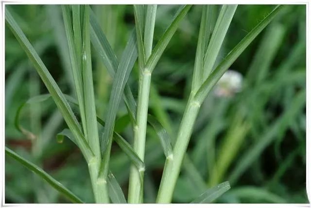 农村地里长的一种牛筋草 虽惹人厌 但却是一副中草药 价值很高 腾讯新闻