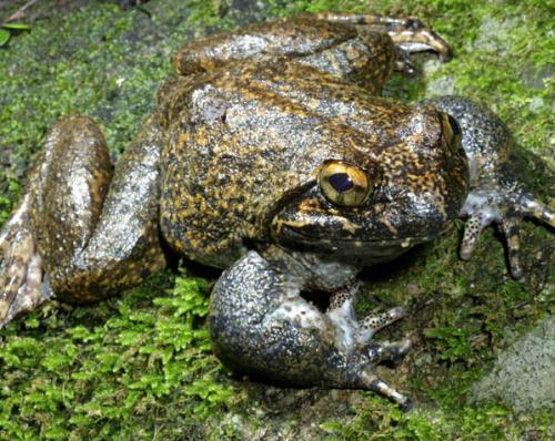 电鱼机猎捕野生山蛙厨房外解剖被当场查获犯非法狩猎罪罚千元
