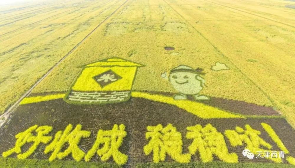 西青区王稳庄2020年万亩稻田及稻香公园稻田画图案征集公告