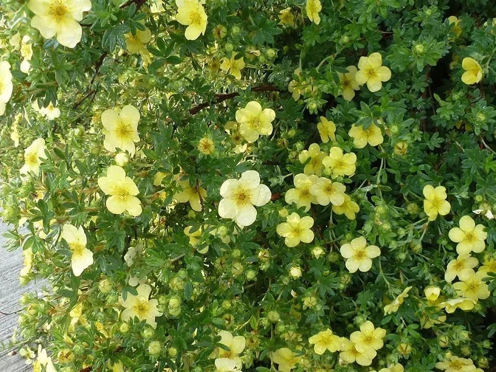 对环境适应能力极强的金露梅在北方可露养户外不太适合南方种