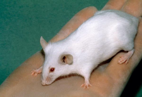 一只scid白化小鼠插图:一只scid白化小鼠scid小鼠们后来在癌症和免疫