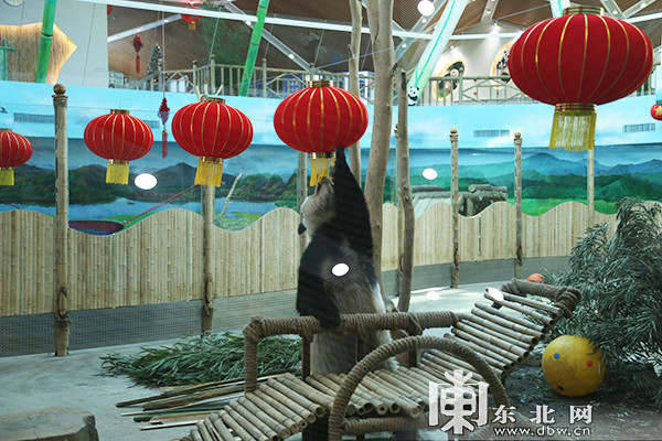 亚布力熊猫奶爸不休假陪伴滚滚过新年