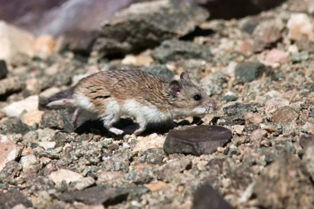 阿尔泰高山50,蒙古大戈壁但最令我惊讶的是北方草原的布氏田鼠