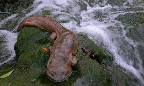 可爱娃娃鱼的悲伤哭泣_腾讯新闻