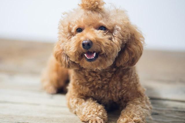 聪明听话的小型犬有哪些 有你喜欢的小狗狗吗 一起来看看吧 腾讯新闻