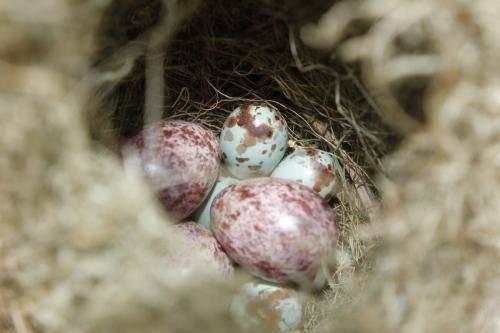 动物为了后代的安全,要么通过胎生,将后代孕育,要么通过羊卵膜的方式
