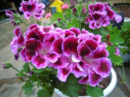 养花不懂换盆 永远等不到植物开花 养一盆黄一盆 腾讯新闻