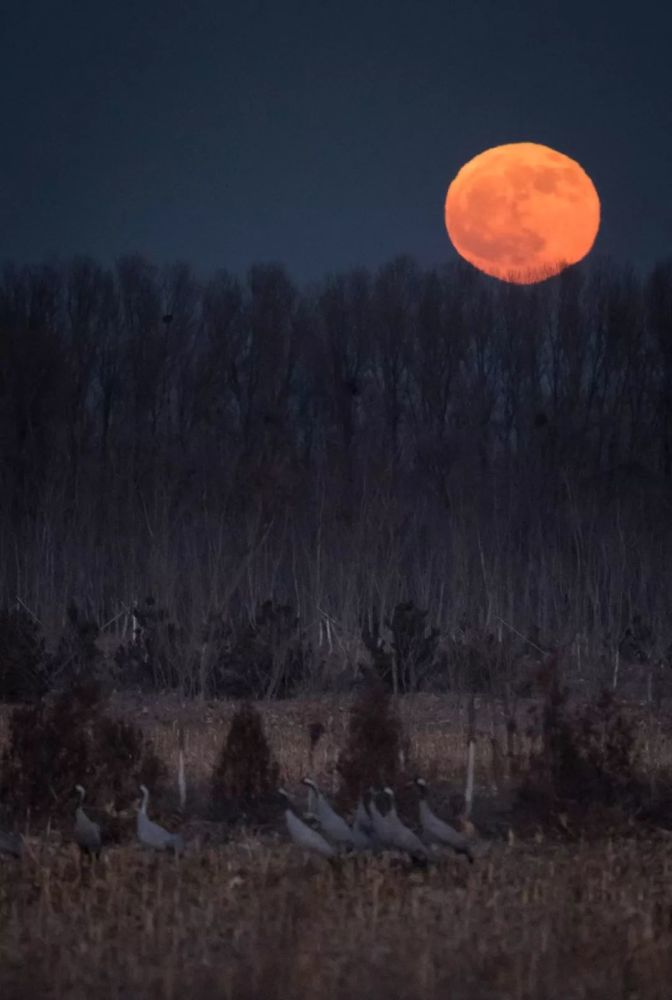 照明|没想到，居然这么多动物被“亮”死了……