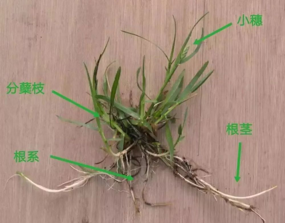 蔗糖也主要产自禾本科的甘蔗,而制作竹器的各种竹子更是人类的好伙伴