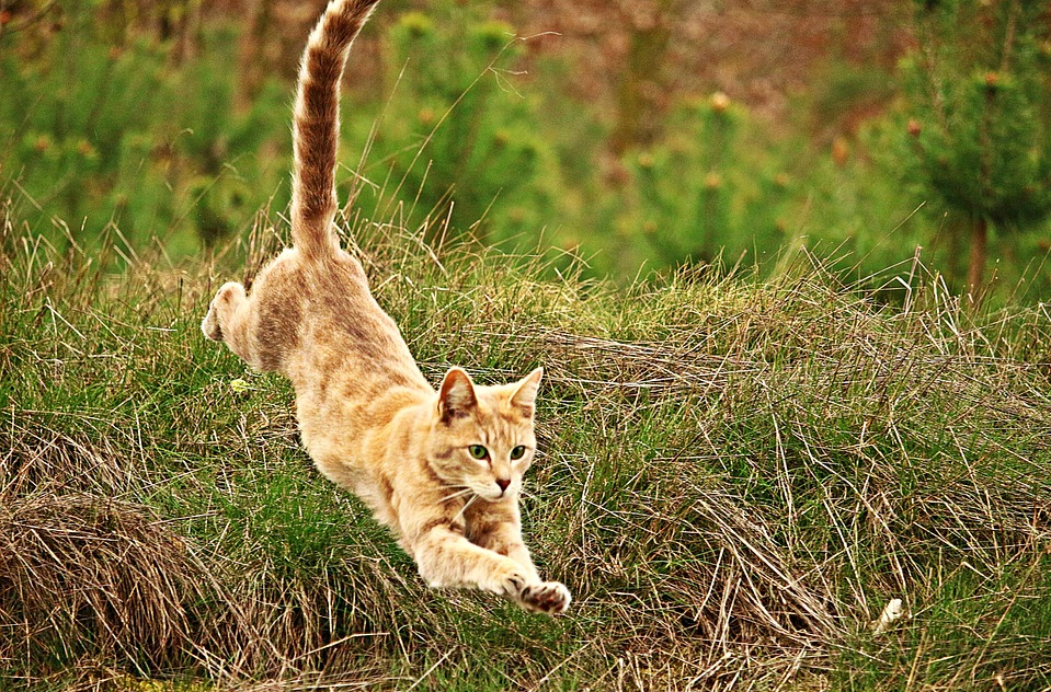 猫咪落地的本能姿势另外,若是把猫咪死亡率和楼层高度做个联系的话