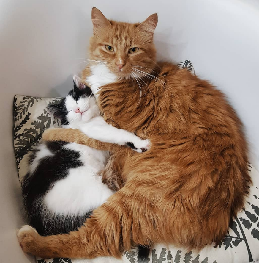 小猫迷路后被女孩抱走,它却不吃不喝闹脾气,大橘猫翻窗来安慰它