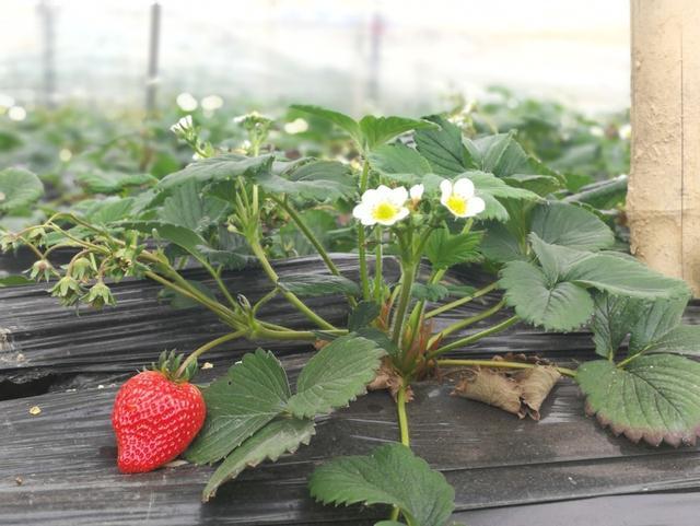 草莓匍匐茎育苗方法 腾讯新闻