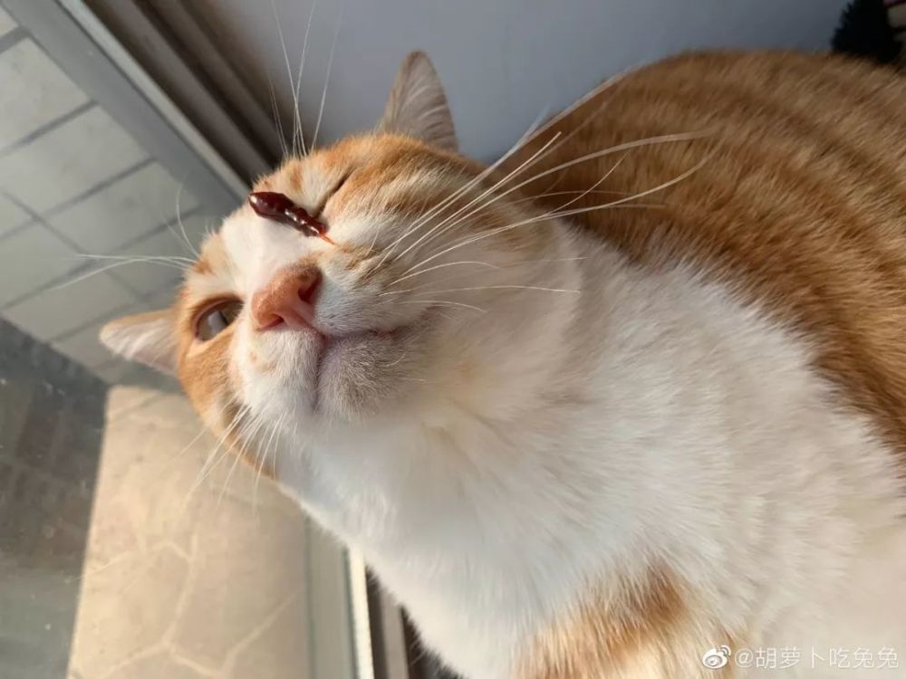 化毛膏不小心滴到猫脸上，铲屎官的第一反应竟然是u2026_腾讯新闻