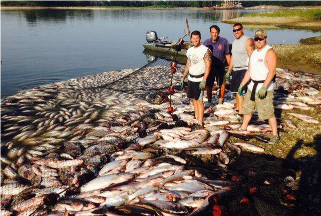 美国过去引进中国鲤鱼治理环境,现在泛滥成灾又想到了中国大市场