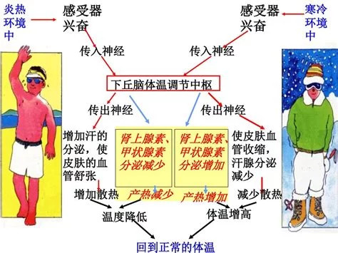 下丘脑会根据接收到的"信息",做出相应反应,具体反应见下图:体温调节