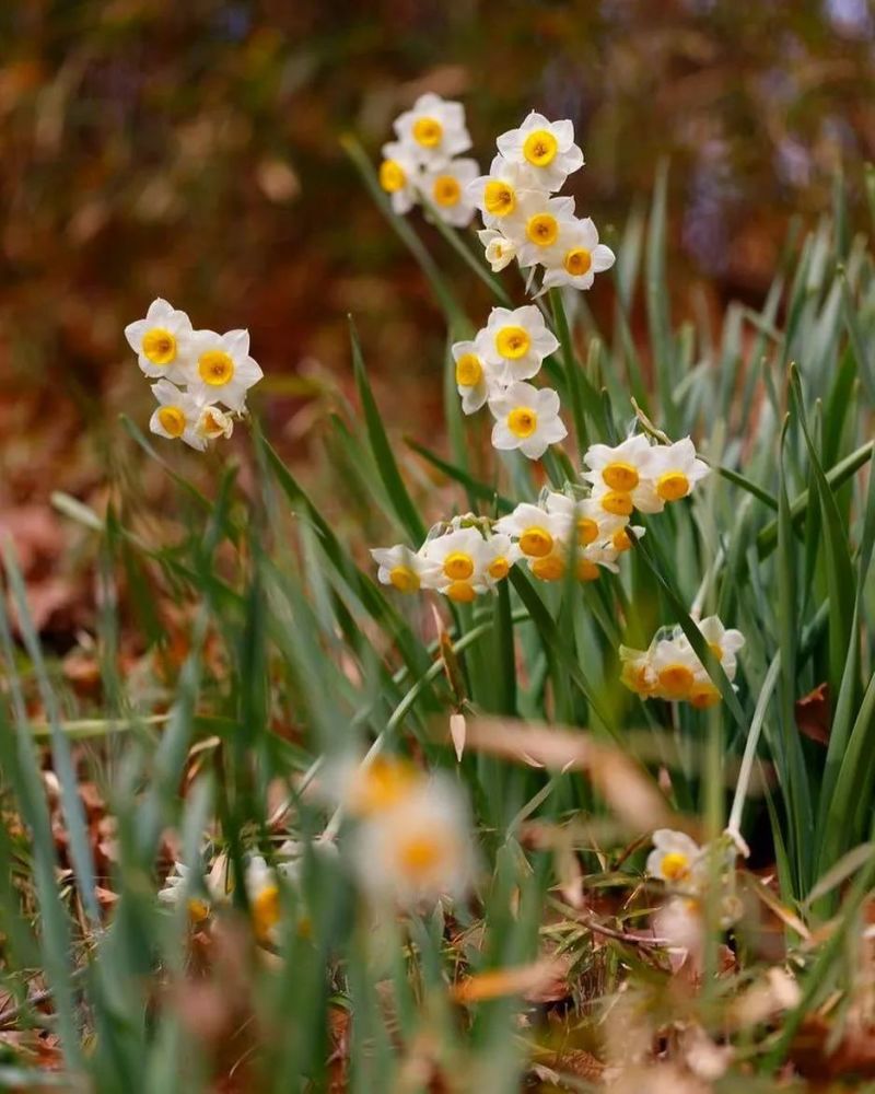 过年为什么要摆一盆水仙 腾讯新闻