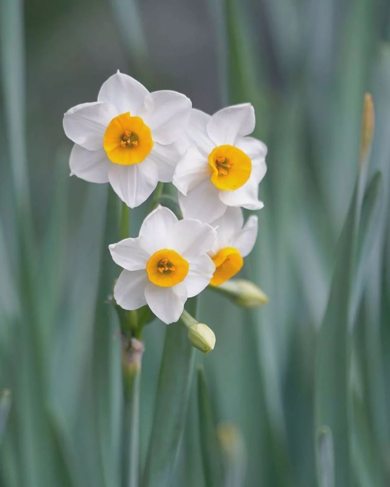 过年为什么要摆一盆水仙 腾讯新闻