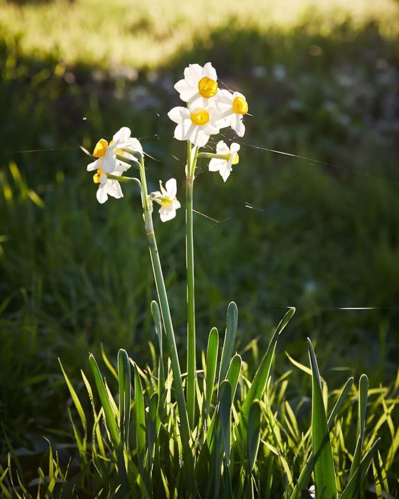 过年为什么要摆一盆水仙 腾讯新闻