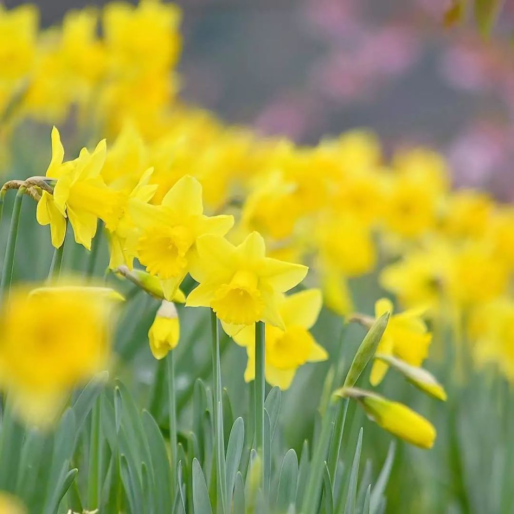 过年为什么要摆一盆水仙 腾讯新闻