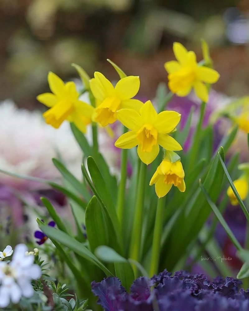 过年为什么要摆一盆水仙 腾讯新闻