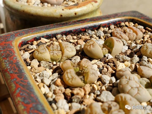 生石花缺光照徒长5公分手指捏一捏割一刀解决徒长