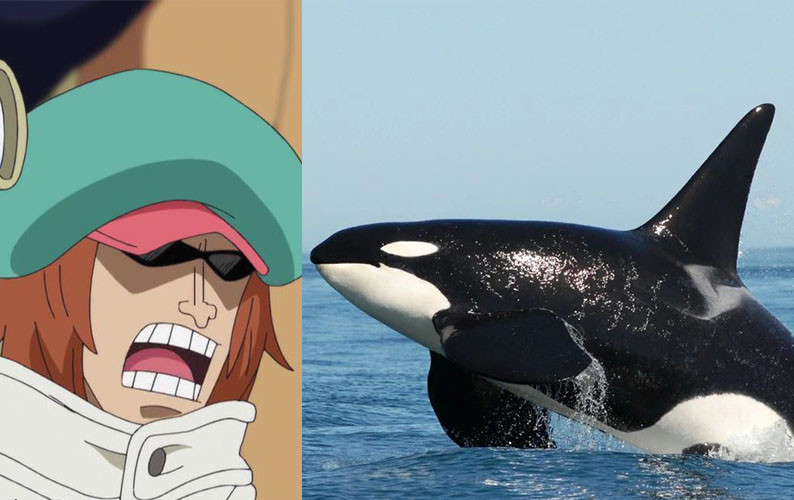 海贼王红心海贼团的奇特之处一群低温环境生物扎堆的地方