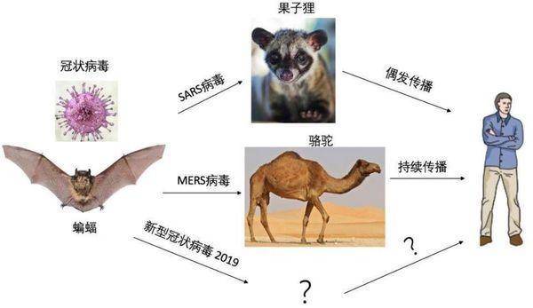 剑桥大学科学家:始祖a类蝙蝠病毒源头来自美国,全球3种病毒像祖孙三代