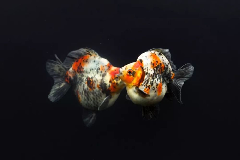 新春 吉庆有余话金鱼 腾讯新闻