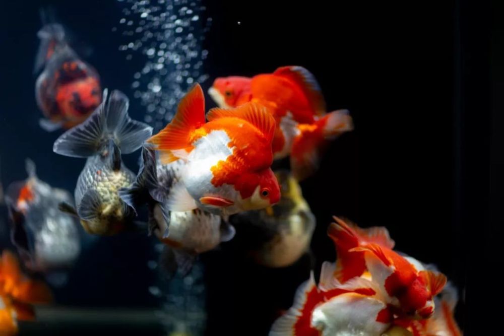 新春 吉庆有余话金鱼 腾讯新闻