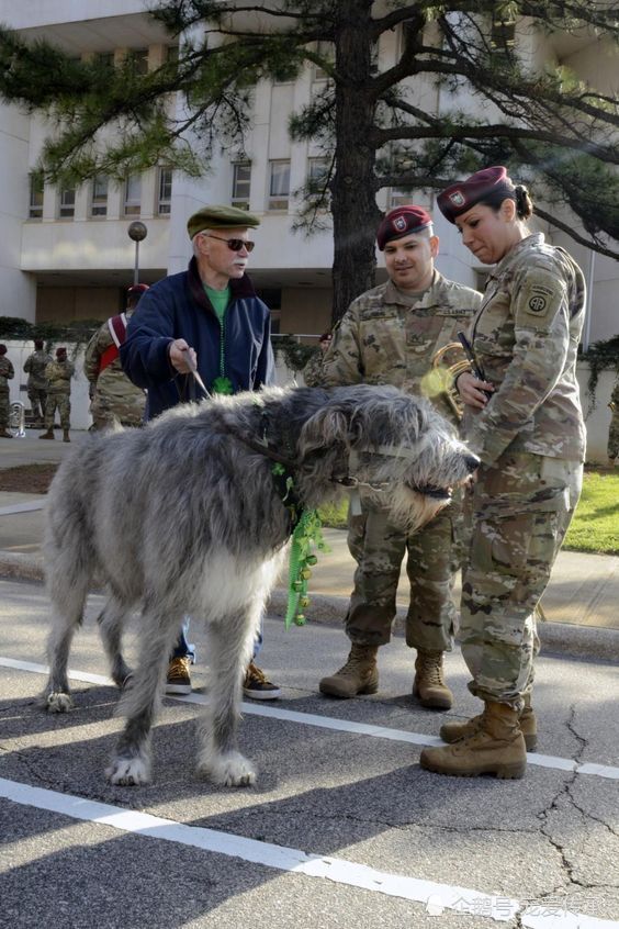 欧洲最古老的军犬以屠狼而称王外形比狼还要大