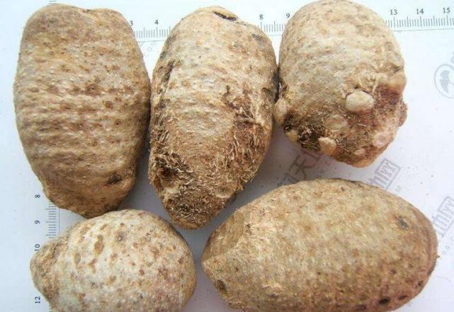 不过您可能不知道的是,泽泻的全身都有毒性,尤其以它的根块的毒性较大