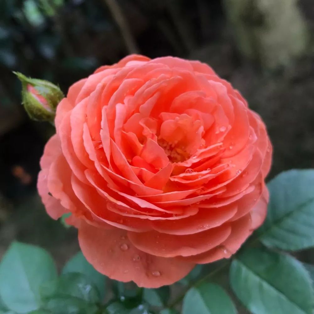 诶嘿请用一句话证明你种过月季 月季 黑话 指南 腾讯新闻