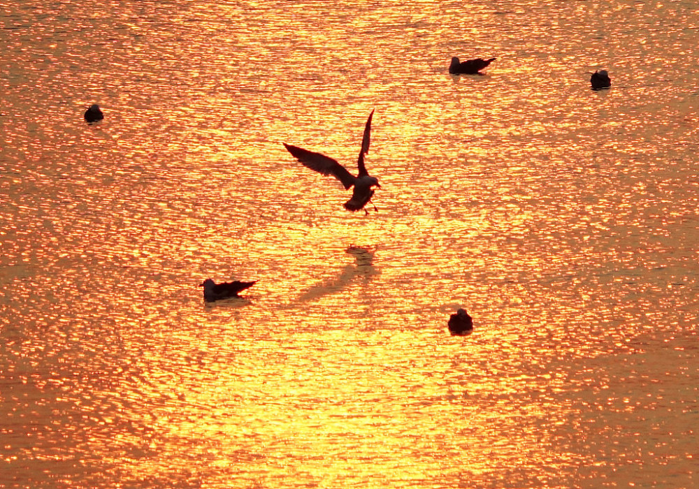   Sunset 夕陽