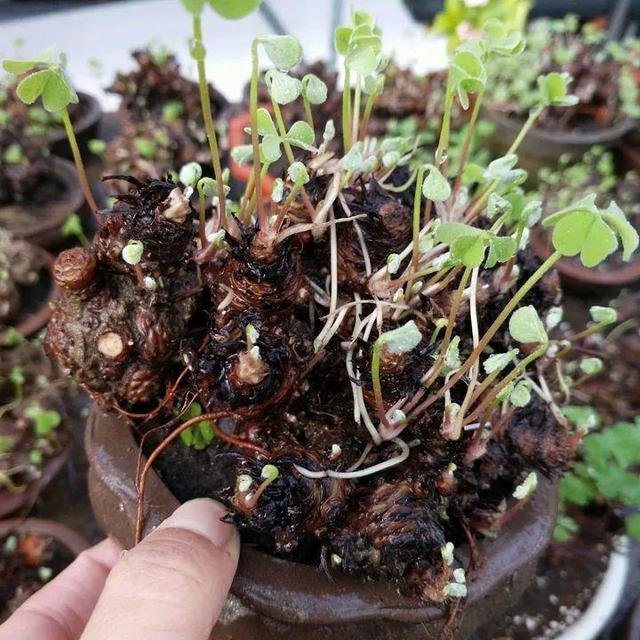 路边常见到的"三叶草",挖个根30天养成精致盆景,价值翻倍_腾讯新闻