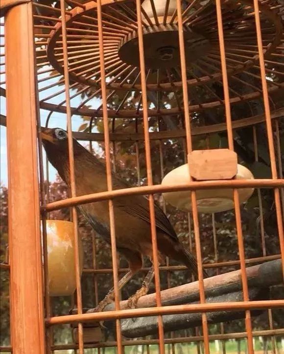 画眉鸟脚图文并茂