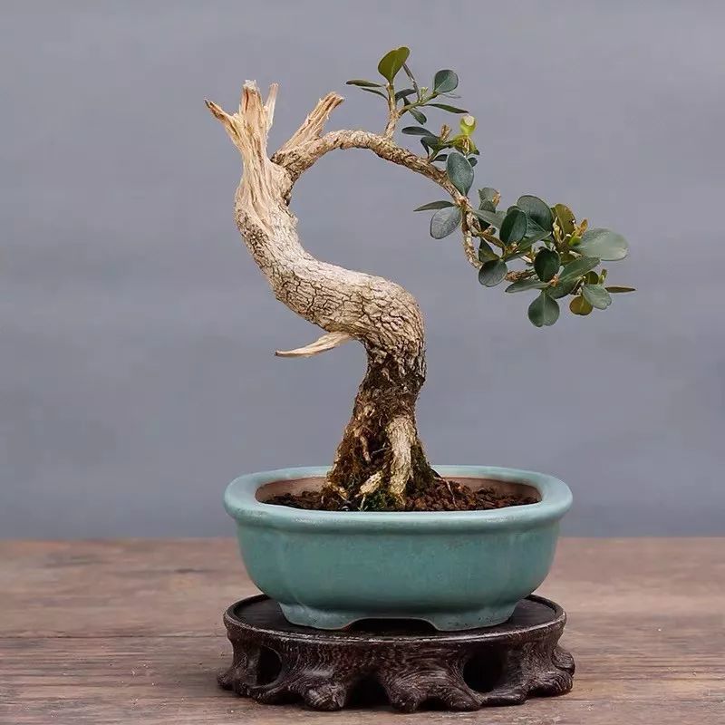 推荐六种越养越值钱的盆景 在家养几年 身价翻几倍 你家有几种 腾讯新闻