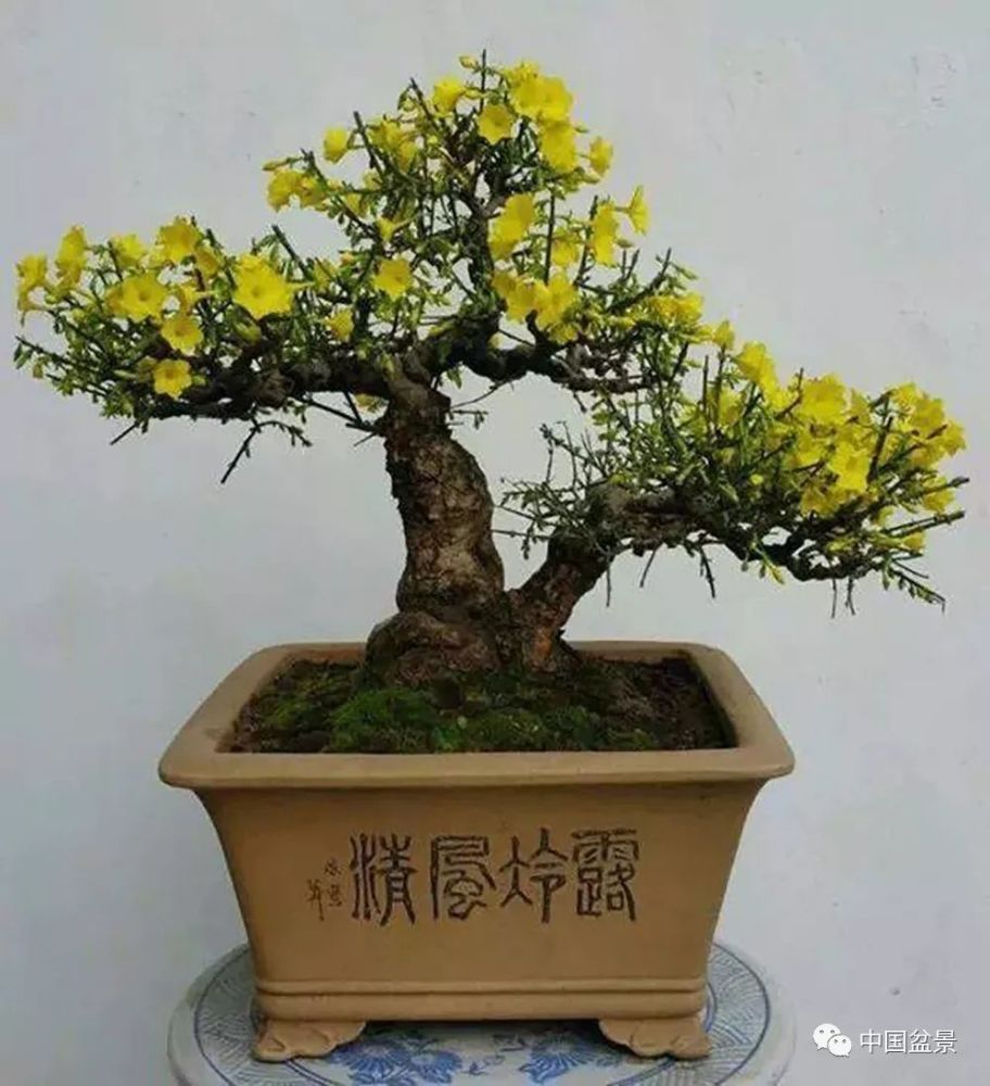 任洪文迎春花盆景欣赏