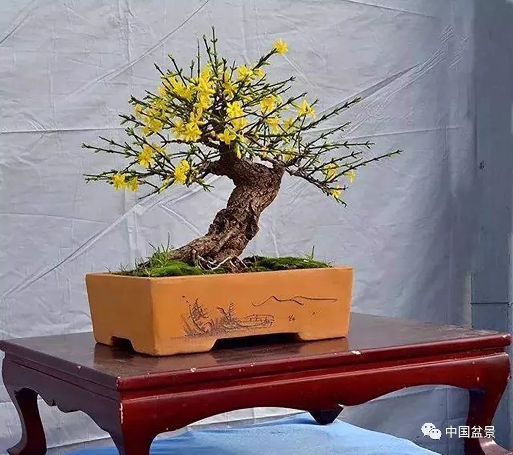 任洪文迎春花盆景欣赏