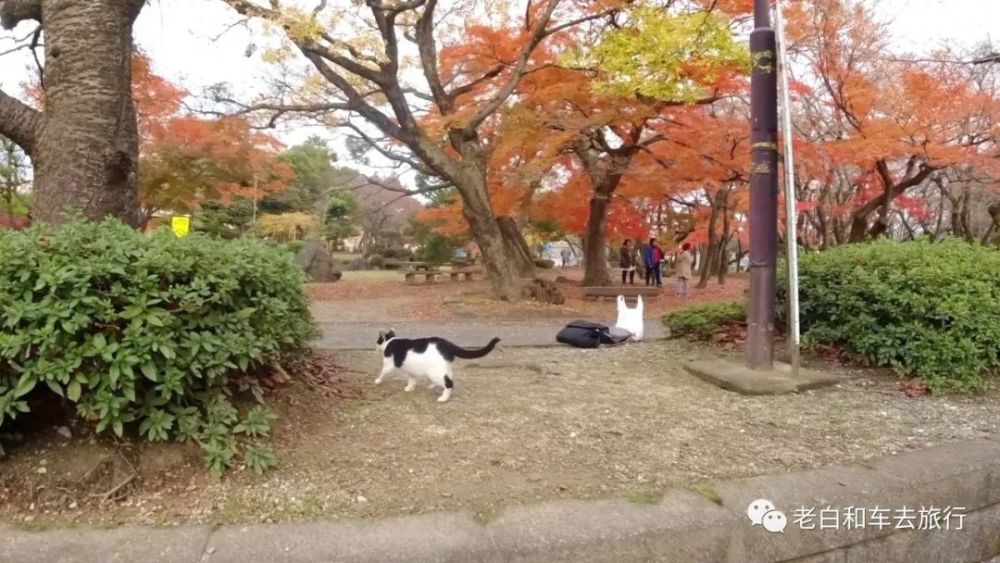 超详细旅行攻略 日本琵琶湖岸的打卡圣地 长浜城 腾讯新闻