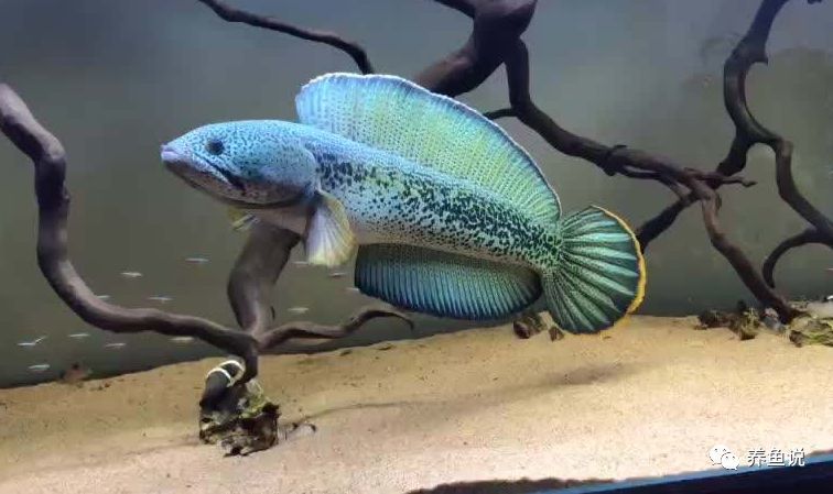观赏鱼的魅力 菜市场的肉食鱼同类 到水族店摇身一变身价过万 腾讯新闻