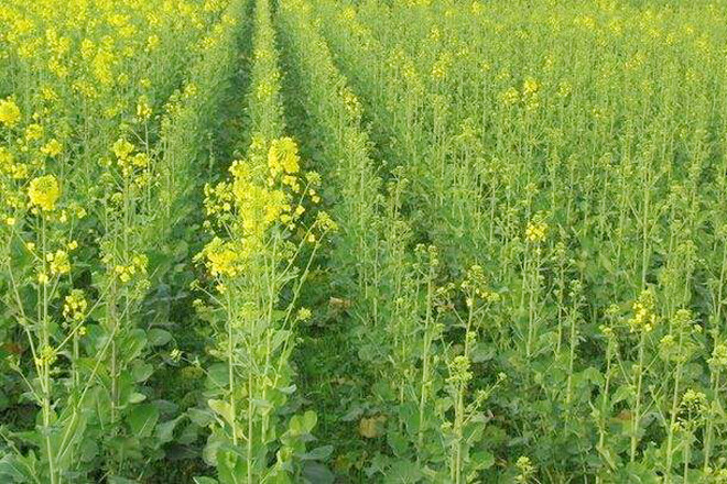 种植油菜春季管理有技巧,分享给农民朋友4点措施,很实用_腾讯新闻