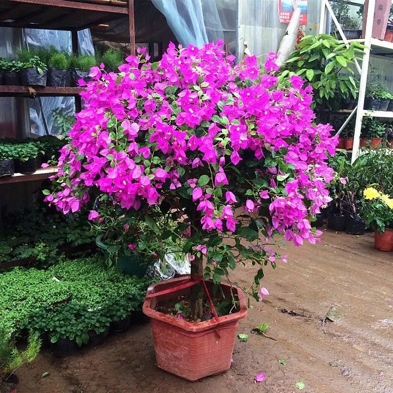 三角梅养成灌木盆栽注意这几点就有机会四季花开灿烂