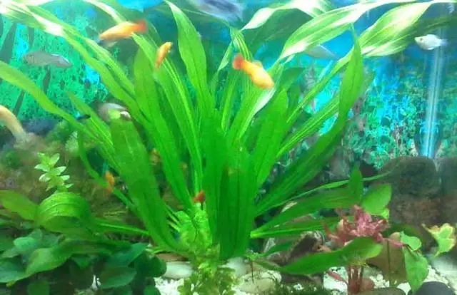 水草发黄原因及预防水草发黄的措施 腾讯新闻