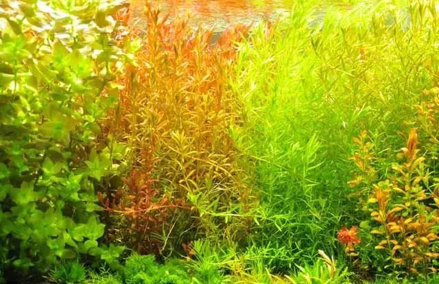 水草发黄原因及预防水草发黄的措施 腾讯新闻